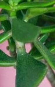 Jade plant 