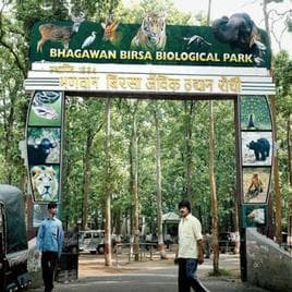 4 newborn tiger cubs die at Ranchi's Birsa zoo