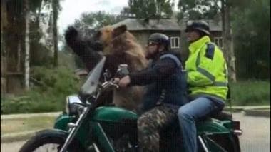 Viral Video Shows Bear Enjoying Bike Ride With Trainer