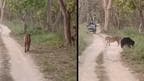 Pilibhit Tiger Reserve Viral Video