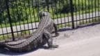 WATCH: Alligator breaks through a metal fence with ease