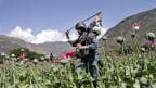 Poppy cultivation in Afghanistan.