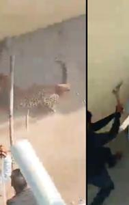 Villagers beat wild Leopard with rods and sticks in UP