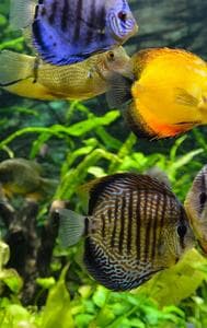 How To Keep Your Aquarium Cool In Summer