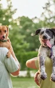   Ways To Keep Your Pets Cool And Safe This Summer 