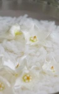 Rice water for skincare