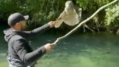Man Rescues Owl Stuck In A Tree Branch 